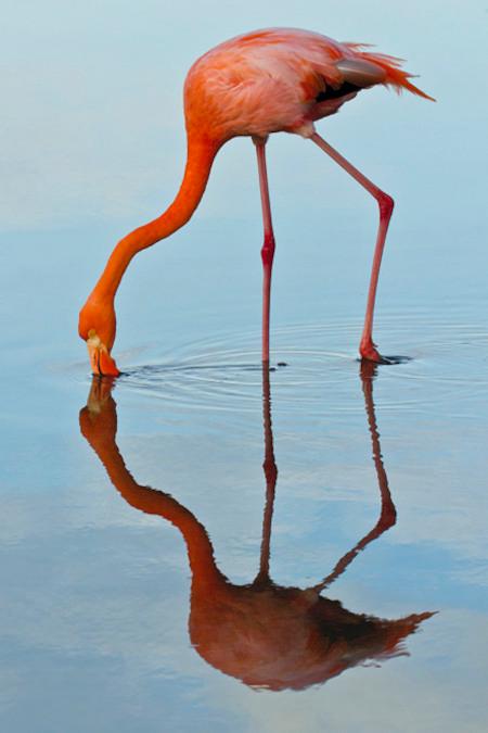 flamingo